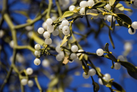 The Magic Of Mistletoe: The Myths And Benefits For Wildlife | The ...